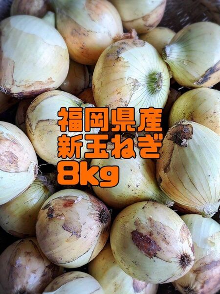 新玉ねぎ 約8キロ 福岡県産