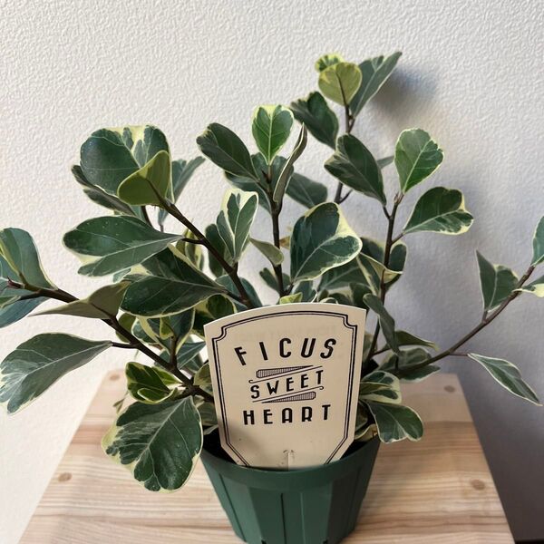 フィカス スイートハート 観葉植物