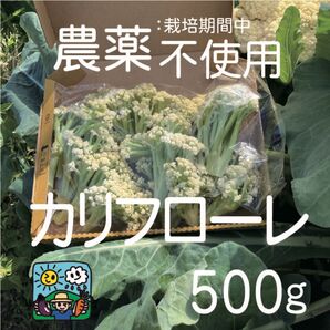 カリフローレ 農薬不使用 宅急便コンパクト