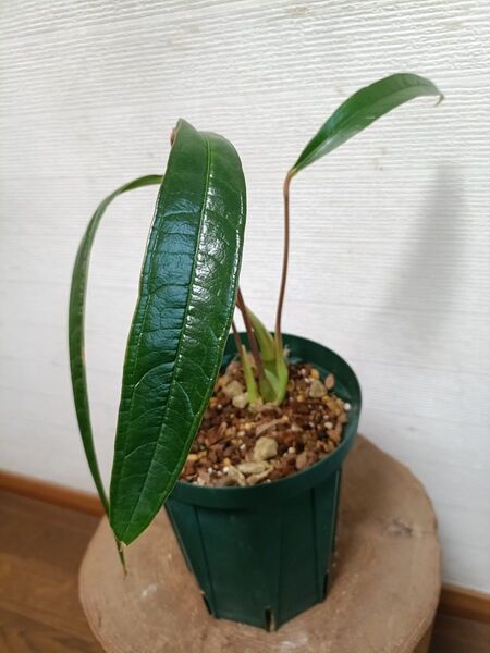 Anthurium sp Canelos アンスリウムspカネロス