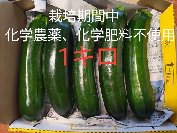 栽培期間中化学農薬、化学肥料不使用 ズッキーニ 緑 約1kg