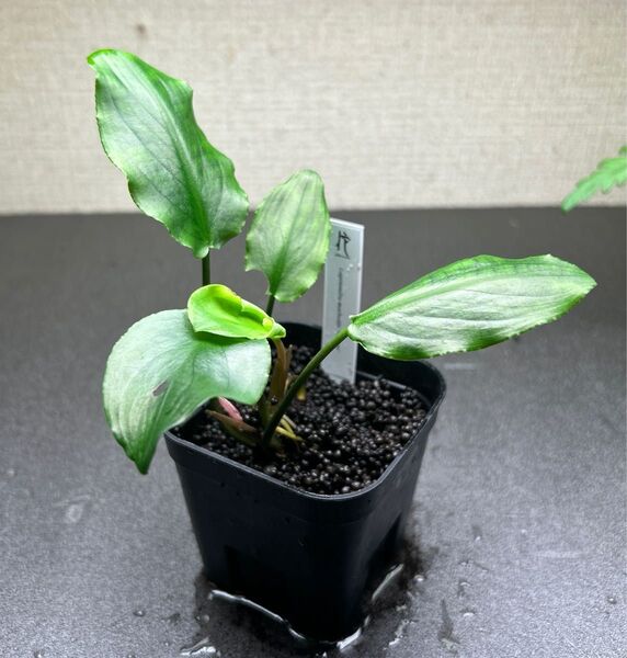 ADA ラゲナンドラ ミーボルディ ヒッコリー ①