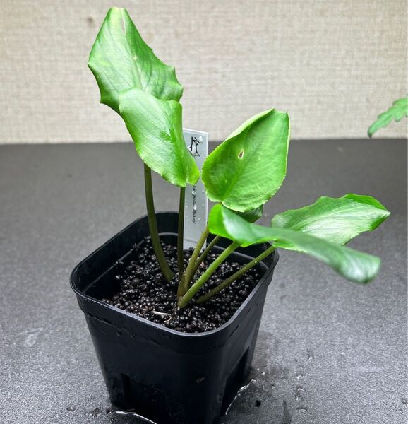 ADA ラゲナンドラ ミーボルディ ヒッコリー ②