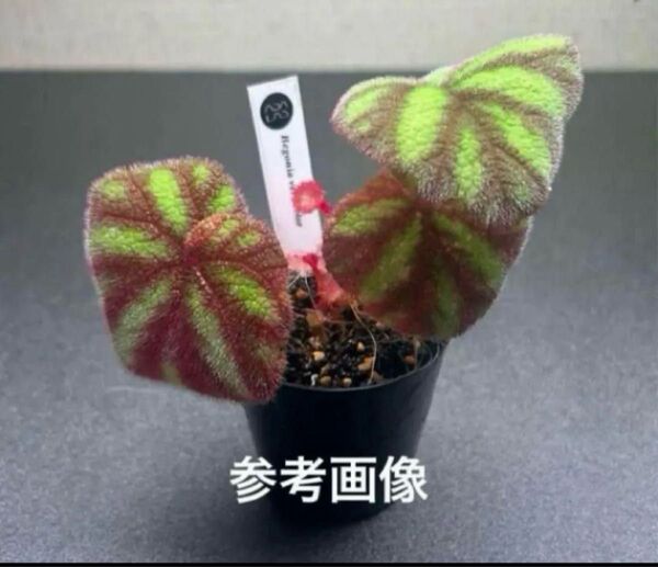 ADA LAB ベゴニア ウェルシコロール