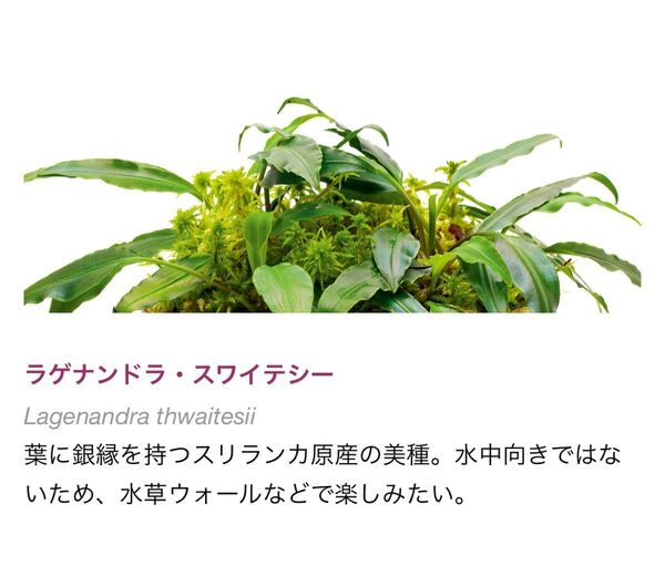 ラゲナンドラ スワイテシー 2株