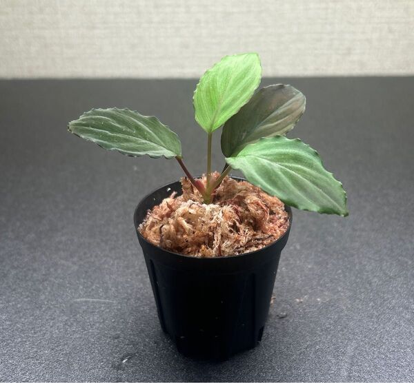 Homalomena sp.“Honey Bee BLK”from Kapuas 【AZ0317-5】