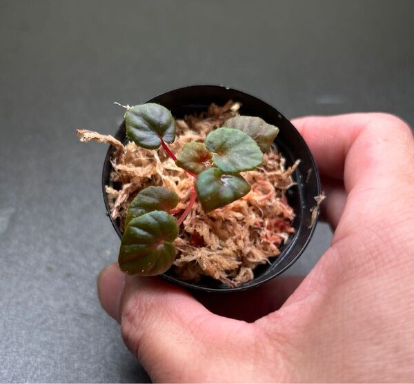 ベゴニア デュードロップ 変異株 ②