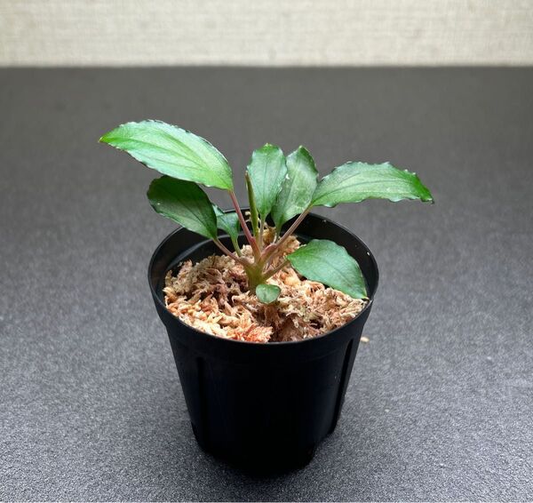 Homalomena sp. "Mahakam hulu“Kalimantan timur [TB1611】 TB便