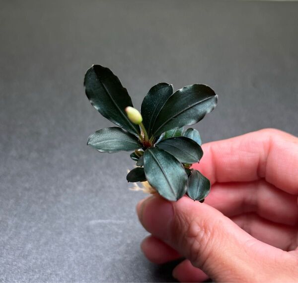 ブセファランドラ ティア 溶岩石付き C アクアフルール