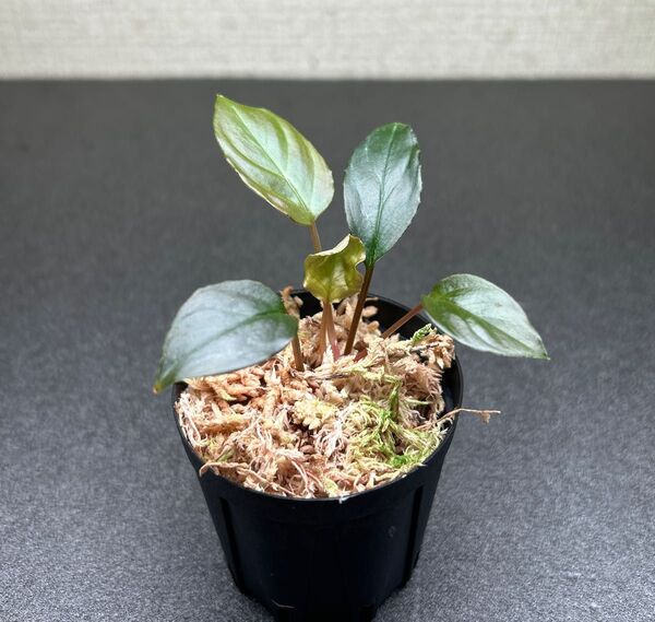 Homalomena sp.Red from Sulawesi (LA便)初期
