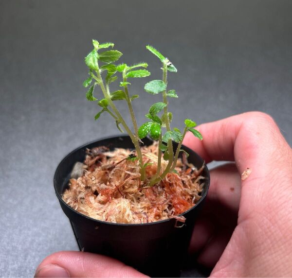 Elatostema sp.Lzon Philippines 500m KSB便