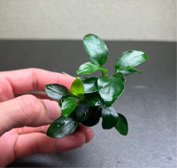 アヌビアスナナ プチ 溶岩石付き ①
