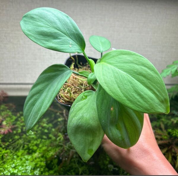 Schismatoglottis sp. " Silver leaf " from Kalbar 【AZ0823-3】正規タグ付き