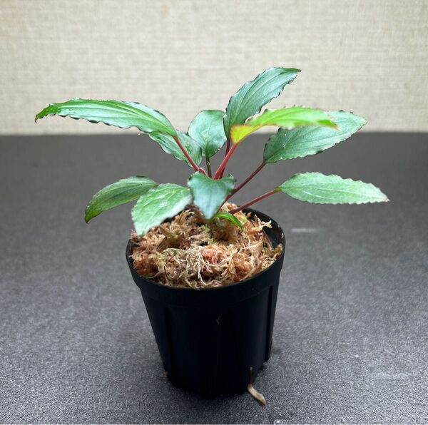 Homalomena sp. "Mahakam hulu“Kalimantan timur [TB1611】 TB便