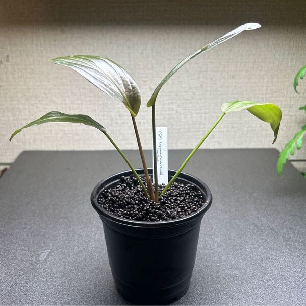 ADA ラゲナンドラ ミーボルディ ヴィネイチャンドラ