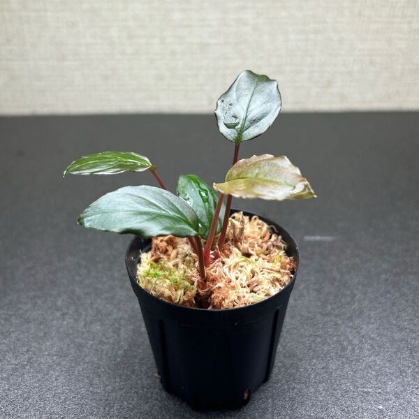 Homalomena sp.Red from Sulawesi (LA便) 初期