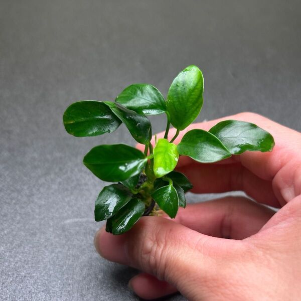 アヌビアスナナ プチ 溶岩石付き ③