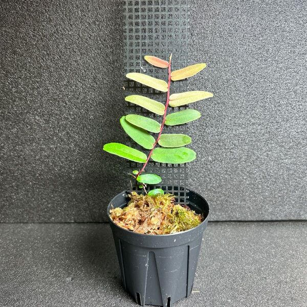マルクグラビア シンテネシー