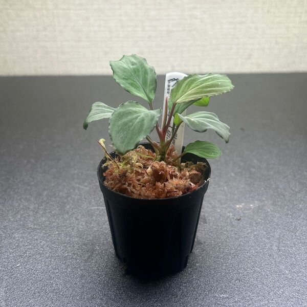 Homalomena sp."Honey Bee" from Kapuas【AZ1122-1】②