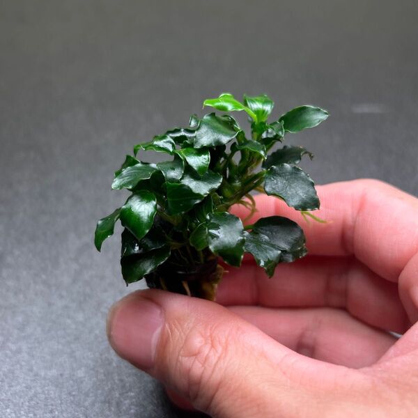 アヌビアス キリンミニ 溶岩石付き ①