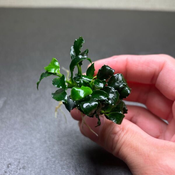 アヌビアス キリンミニ 溶岩石付き ②