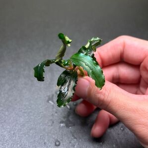 ブセファランドラ ティアグリーン I 溶岩石付き アクアフルール