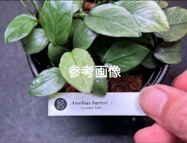 ADA LAB アヌビアス ジェイド 溶岩石付 ②