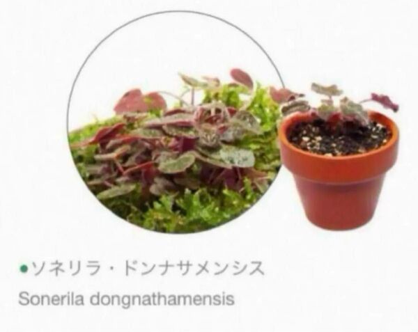 ソネリラ ドンナサメンシス