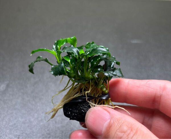 アヌビアス キリンミニ 溶岩石付き ③