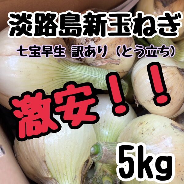 淡路島 新玉ねぎ 七宝早生 訳あり Lサイズ 5キロ