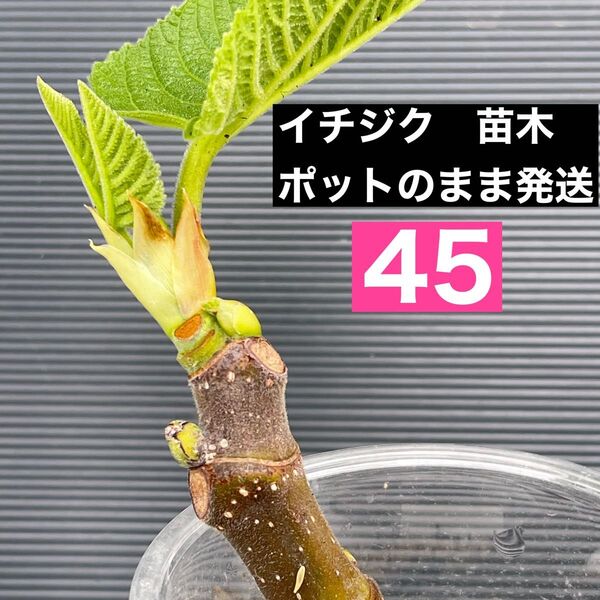 イチジク 苗木 45 蓬莱柿 いちじく フルーツ苗木 苗