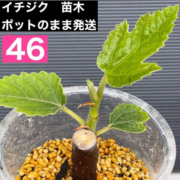 イチジク 苗木 42蓬莱柿 いちじく フルーツ苗木 苗