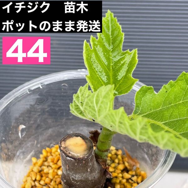 イチジク 苗木 42蓬莱柿 いちじく フルーツ苗木 苗