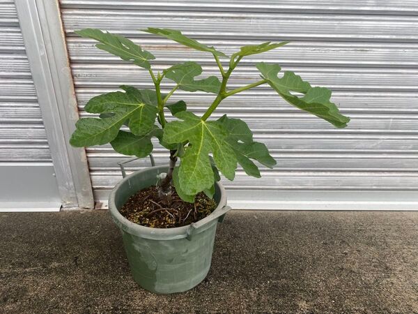 イチジク苗 Col de Dame Rimada 3年目 挿し木苗