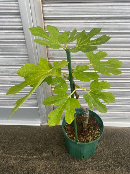 イチジク Zaffiro 接木苗 8号鉢
