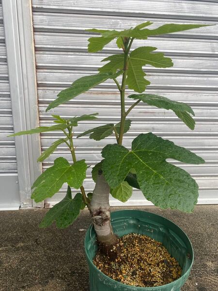 イチジク Ciccio Nero 3年目 接木苗