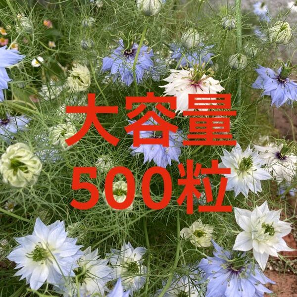 【大容量!】ニゲラ 種 500粒 青&白混合