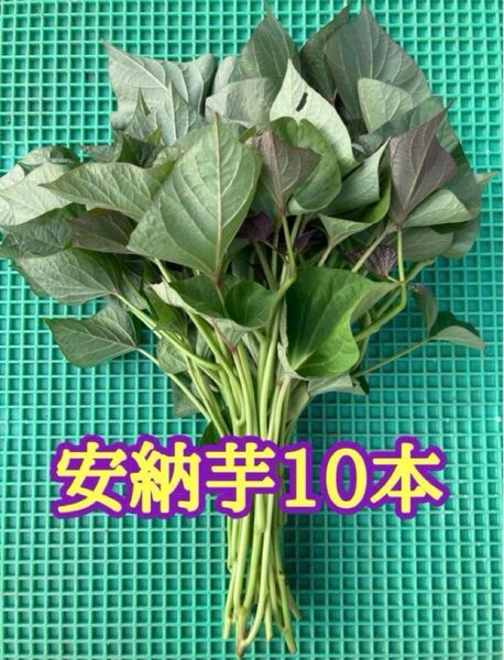 熊本県産 安納芋 苗 10本 予備苗付き