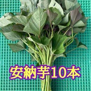 熊本県産 安納芋 苗 10本 予備苗付き