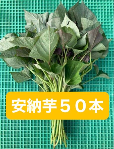 熊本県産 安納芋 苗 50本 予備苗付き