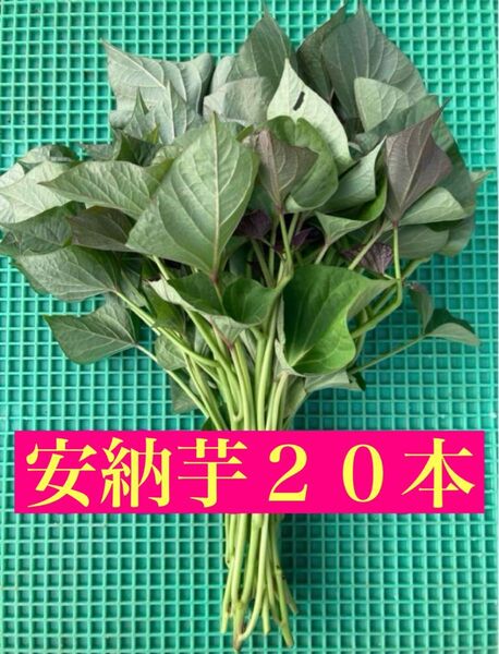 熊本県産 安納芋 苗 20本 予備苗付き