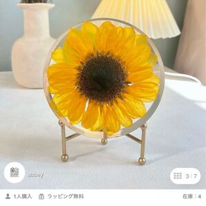 ひまわり標本/スタンド付きギフトバッグ