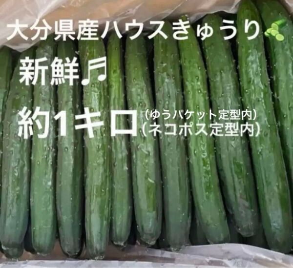 新鮮 大分県産ハウスきゅうり (胡瓜 キュウリ