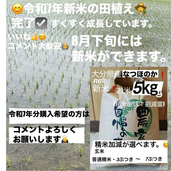 令和6年新米 大分県産なつほのかお米5㎏キロ(精米後4.5キロ)