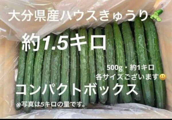 新鮮 大分県産ハウスきゅうり (胡瓜 キュウリ