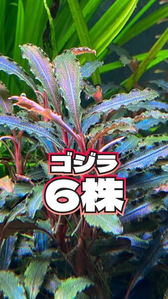 【採取終了】ブセファランドラsp.ゴジラ6株 コケ、スネールなし