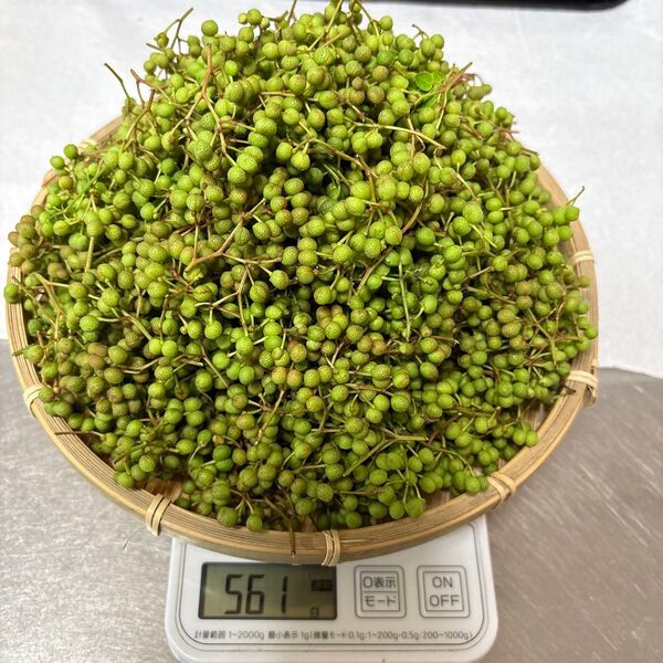 無農薬 山椒の実 500g 兵庫県産