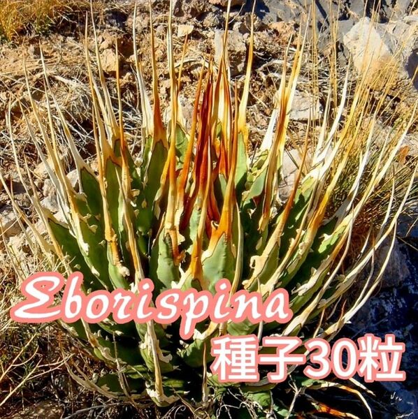 【種子】アガベ ユタエンシス エボリスピナ 30粒