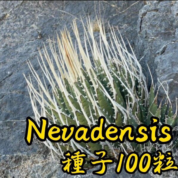【種子】アガベ ユタエンシス ネバデンシス 100粒