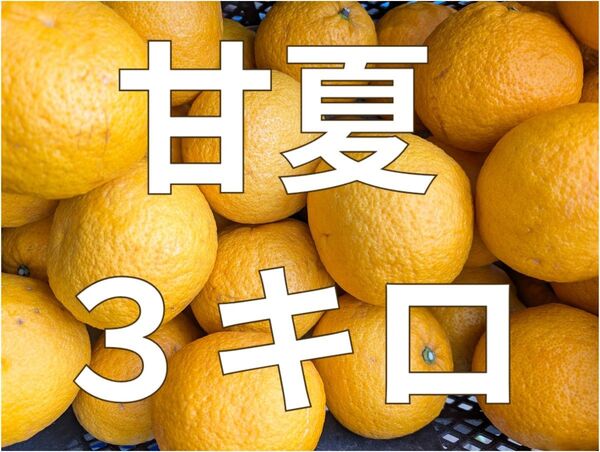 あまなつ◯甘夏◯3キロ◯長崎県産
